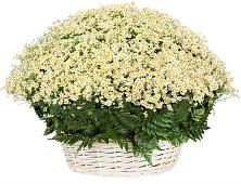 Цветочная композиция из Ромашки в корзине #REPLACE_PRED# Савостино